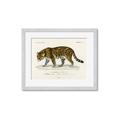 Picture of Carrnivores _GroupedProduct_Rectangle_Landscape_Framed_Matted_
