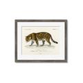 Picture of Carrnivores _GroupedProduct_Rectangle_Landscape_Framed_Matted_