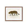 Picture of Carrnivores _GroupedProduct_Rectangle_Landscape_Framed_Matted_