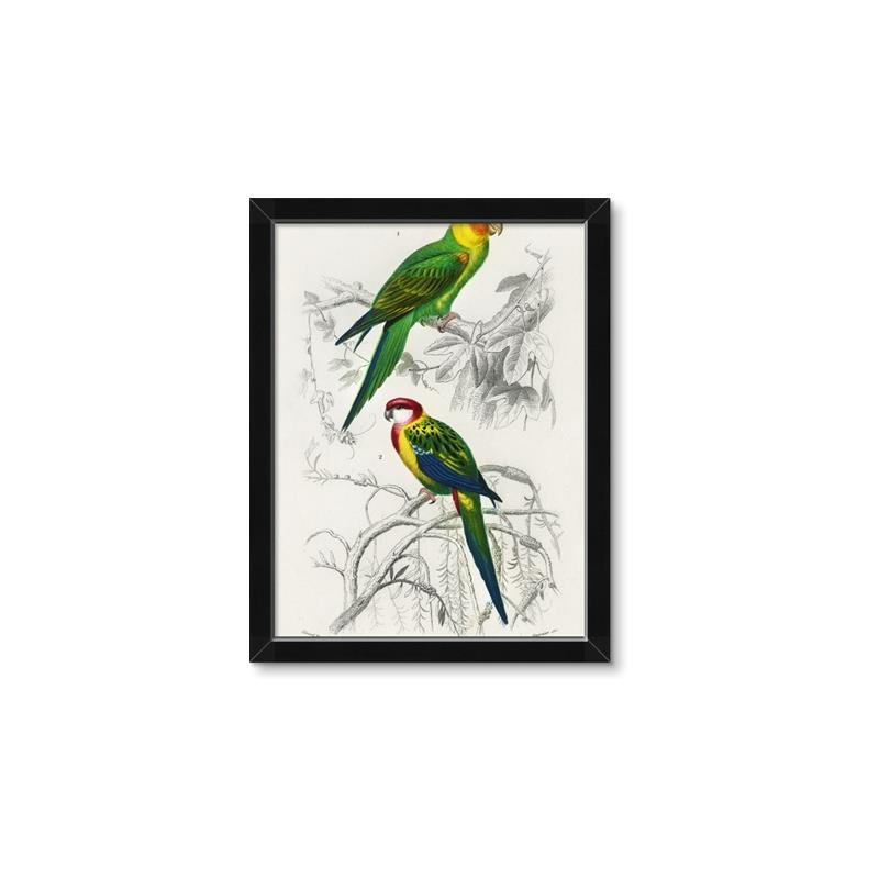 Picture of Perruche _GroupedProduct_Rectangle_Portrait_Framed_Matted_