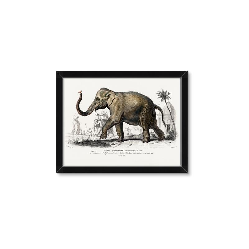 Picture of Indian Elephant _GroupedProduct_Rectangle_Landscape_Framed_Matted_