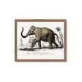 Picture of Indian Elephant _GroupedProduct_Rectangle_Landscape_Framed_Matted_