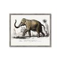 Picture of Indian Elephant _GroupedProduct_Rectangle_Landscape_Framed_Matted_