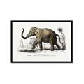 Picture of Indian Elephant _GroupedProduct_Rectangle_Landscape_Framed_Matted_