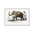 Picture of Indian Elephant _GroupedProduct_Rectangle_Landscape_Framed_Matted_