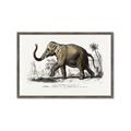 Picture of Indian Elephant _GroupedProduct_Rectangle_Landscape_Framed_Matted_