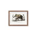 Picture of Indian Elephant _GroupedProduct_Rectangle_Landscape_Framed_Matted_