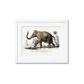 Picture of Indian Elephant _GroupedProduct_Rectangle_Landscape_Framed_Matted_
