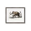 Picture of Indian Elephant _GroupedProduct_Rectangle_Landscape_Framed_Matted_