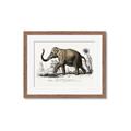 Picture of Indian Elephant _GroupedProduct_Rectangle_Landscape_Framed_Matted_