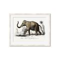Picture of Indian Elephant _GroupedProduct_Rectangle_Landscape_Framed_Matted_