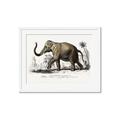 Picture of Indian Elephant _GroupedProduct_Rectangle_Landscape_Framed_Matted_