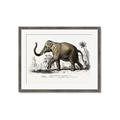 Picture of Indian Elephant _GroupedProduct_Rectangle_Landscape_Framed_Matted_