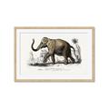 Picture of Indian Elephant _GroupedProduct_Rectangle_Landscape_Framed_Matted_