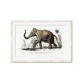 Picture of Indian Elephant _GroupedProduct_Rectangle_Landscape_Framed_Matted_