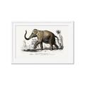 Picture of Indian Elephant _GroupedProduct_Rectangle_Landscape_Framed_Matted_