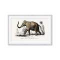 Picture of Indian Elephant _GroupedProduct_Rectangle_Landscape_Framed_Matted_