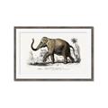 Picture of Indian Elephant _GroupedProduct_Rectangle_Landscape_Framed_Matted_