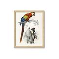 Picture of Feathered Friends _GroupedProduct_Rectangle_Portrait_Framed_Matted_