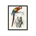 Picture of Feathered Friends _GroupedProduct_Rectangle_Portrait_Framed_Matted_