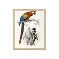Picture of Feathered Friends _GroupedProduct_Rectangle_Portrait_Framed_Matted_