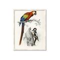 Picture of Feathered Friends _GroupedProduct_Rectangle_Portrait_Framed_Matted_