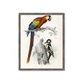 Picture of Feathered Friends _GroupedProduct_Rectangle_Portrait_Framed_Matted_