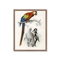 Picture of Feathered Friends _GroupedProduct_Rectangle_Portrait_Framed_Matted_