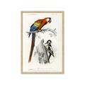Picture of Feathered Friends _GroupedProduct_Rectangle_Portrait_Framed_Matted_