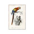 Picture of Feathered Friends _GroupedProduct_Rectangle_Portrait_Framed_Matted_