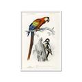 Picture of Feathered Friends _GroupedProduct_Rectangle_Portrait_Framed_Matted_