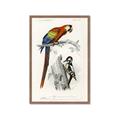 Picture of Feathered Friends _GroupedProduct_Rectangle_Portrait_Framed_Matted_