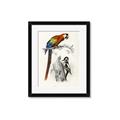 Picture of Feathered Friends _GroupedProduct_Rectangle_Portrait_Framed_Matted_