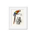 Picture of Feathered Friends _GroupedProduct_Rectangle_Portrait_Framed_Matted_