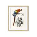 Picture of Feathered Friends _GroupedProduct_Rectangle_Portrait_Framed_Matted_