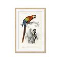 Picture of Feathered Friends _GroupedProduct_Rectangle_Portrait_Framed_Matted_