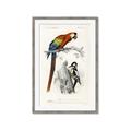 Picture of Feathered Friends _GroupedProduct_Rectangle_Portrait_Framed_Matted_
