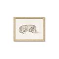 Picture of Tiger Time _GroupedProduct_Rectangle_Landscape_Framed_Matted_