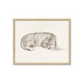 Picture of Tiger Time _GroupedProduct_Rectangle_Landscape_Framed_Matted_
