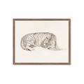 Picture of Tiger Time _GroupedProduct_Rectangle_Landscape_Framed_Matted_