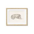 Picture of Tiger Time _GroupedProduct_Rectangle_Landscape_Framed_Matted_