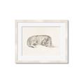 Picture of Tiger Time _GroupedProduct_Rectangle_Landscape_Framed_Matted_