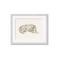 Picture of Tiger Time _GroupedProduct_Rectangle_Landscape_Framed_Matted_