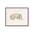 Picture of Tiger Time _GroupedProduct_Rectangle_Landscape_Framed_Matted_