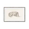 Picture of Tiger Time _GroupedProduct_Rectangle_Landscape_Framed_Matted_