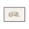Picture of Tiger Time _GroupedProduct_Rectangle_Landscape_Framed_Matted_