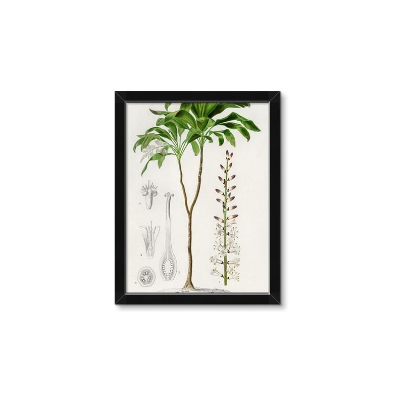 Picture of Palm Botanical _GroupedProduct_Rectangle_Portrait_Framed_Matted_