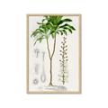 Picture of Palm Botanical _GroupedProduct_Rectangle_Portrait_Framed_Matted_