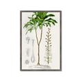 Picture of Palm Botanical _GroupedProduct_Rectangle_Portrait_Framed_Matted_