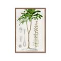 Picture of Palm Botanical _GroupedProduct_Rectangle_Portrait_Framed_Matted_